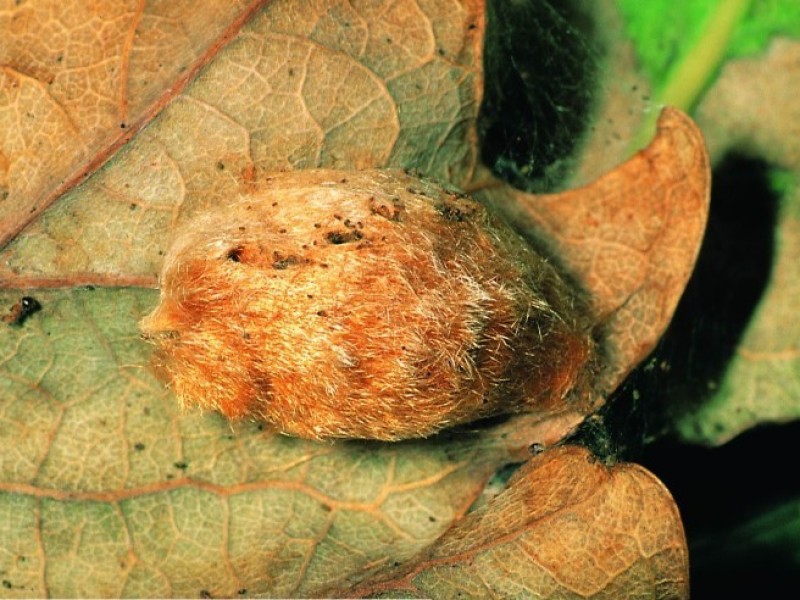 تصویر میزبان